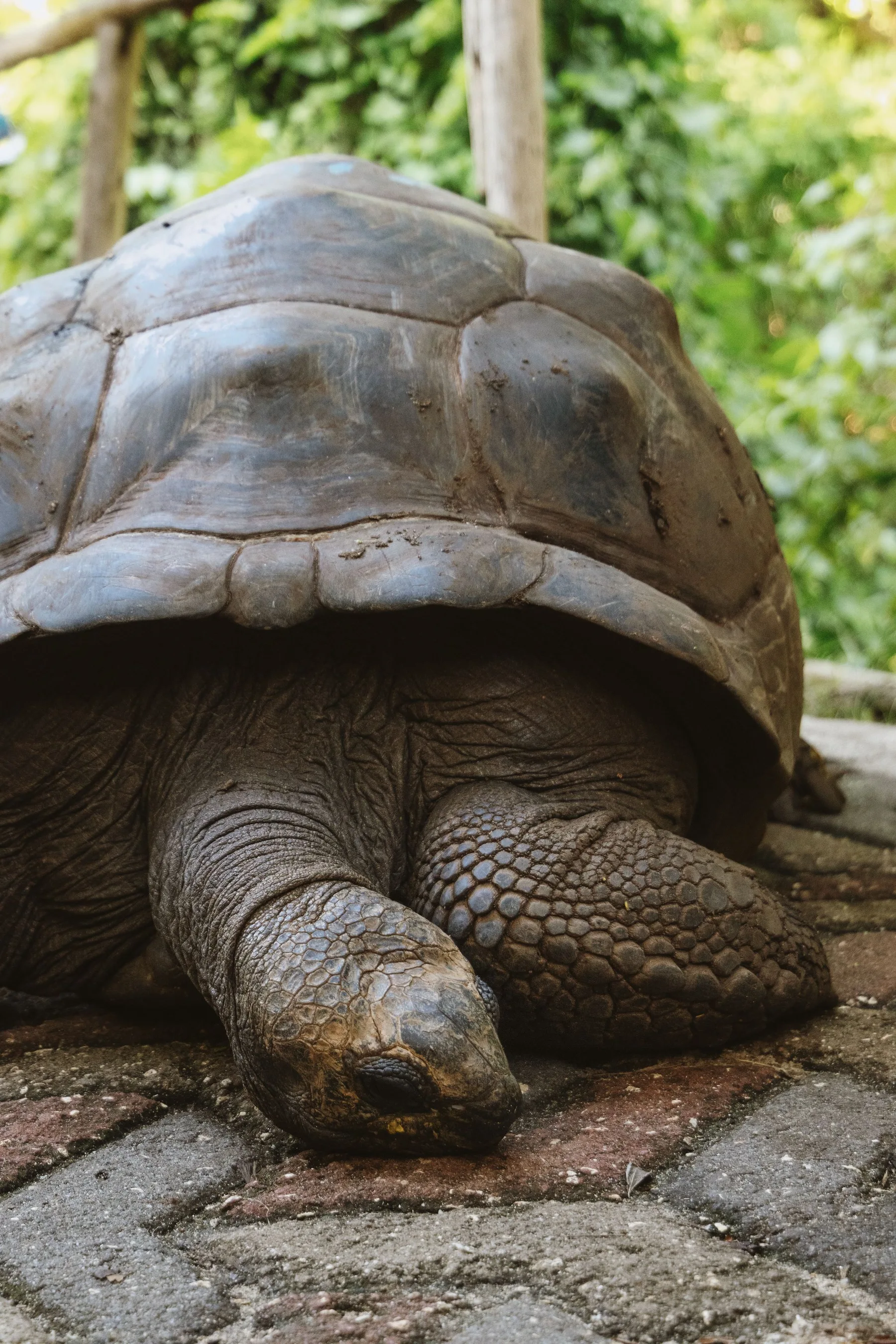 Aldabra giant tortoise in Zanzibar