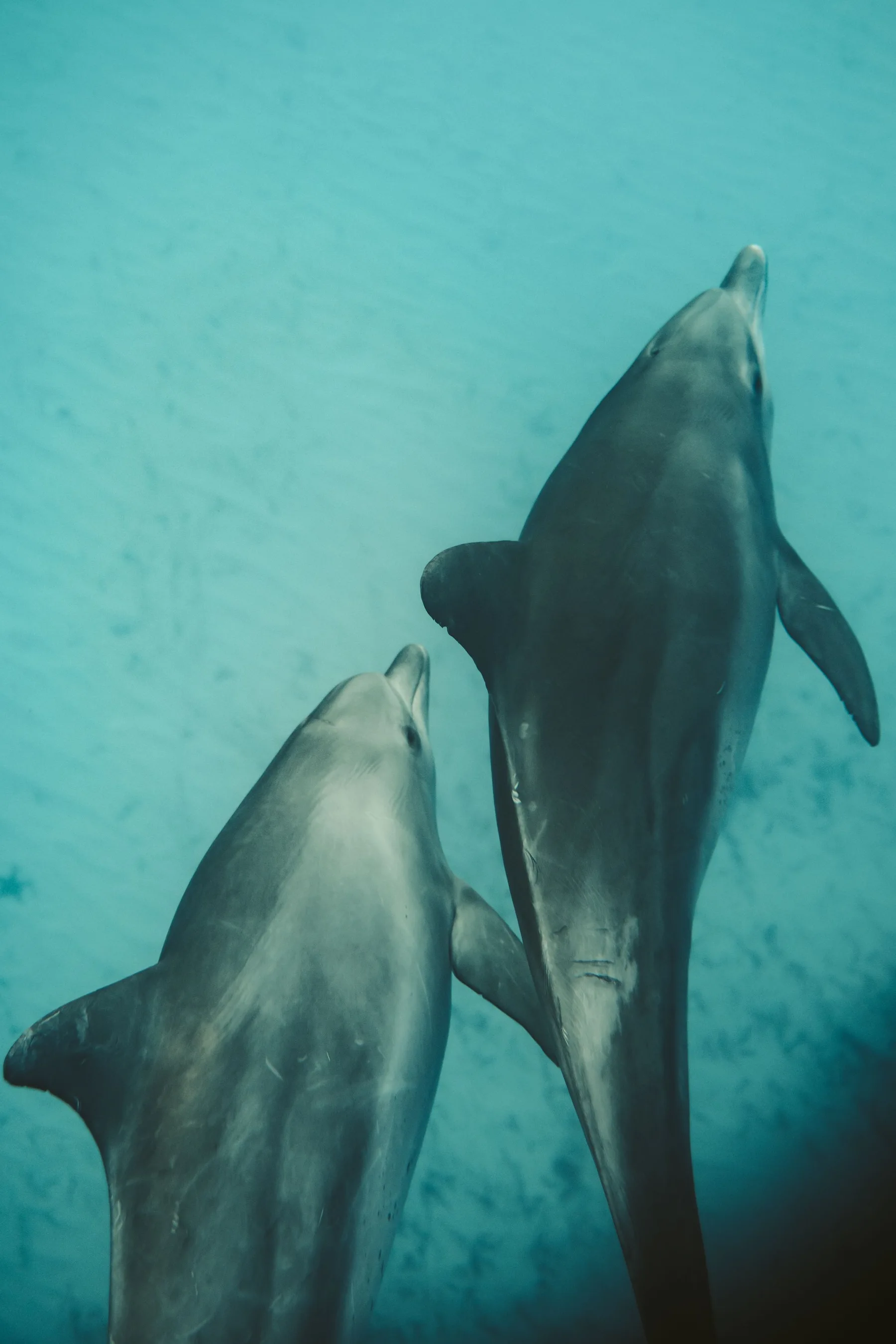 Two dolphins swimming in the waters off Zanzibar