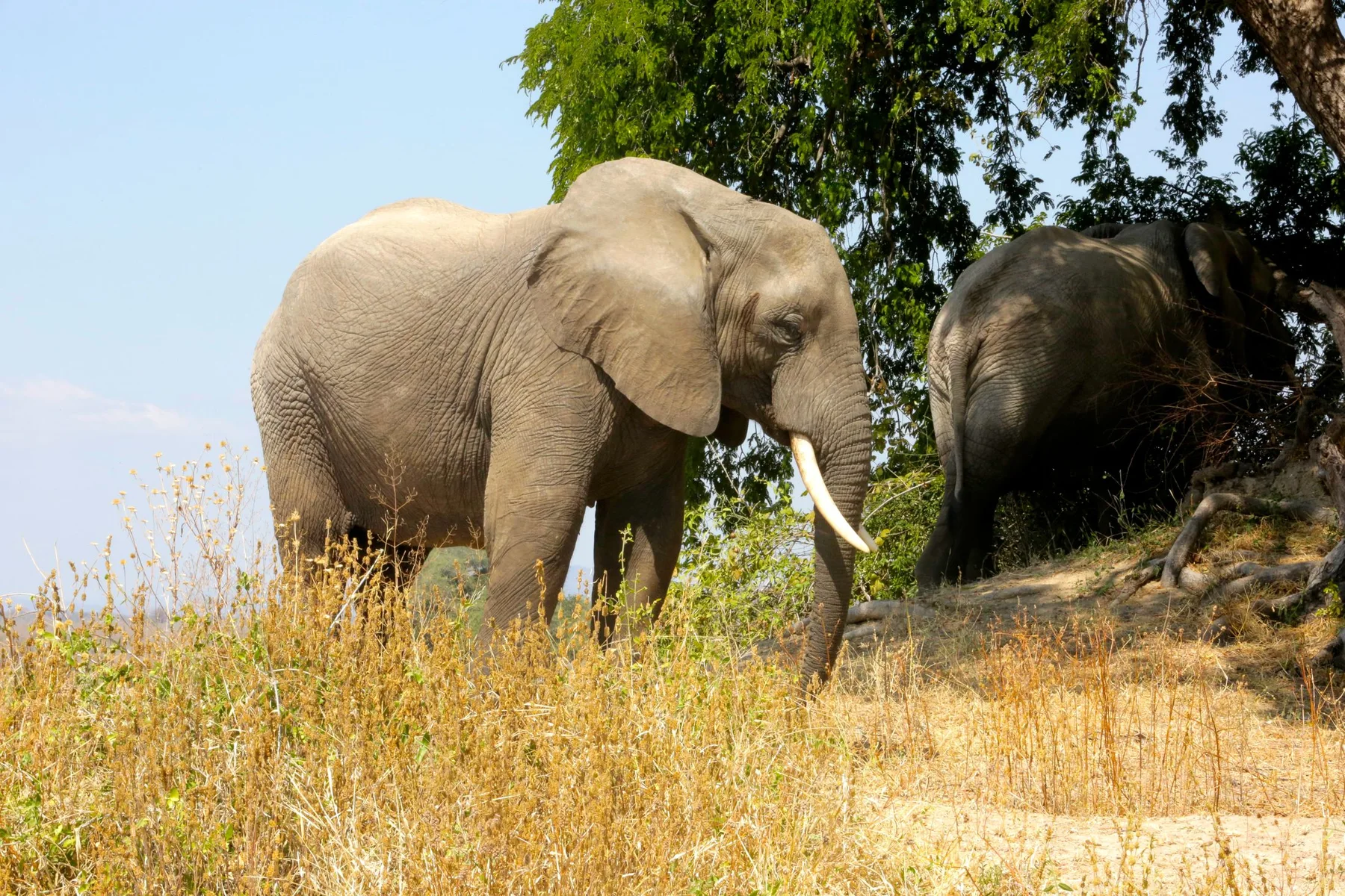 Elephants in the landscape of mainland Tanzania